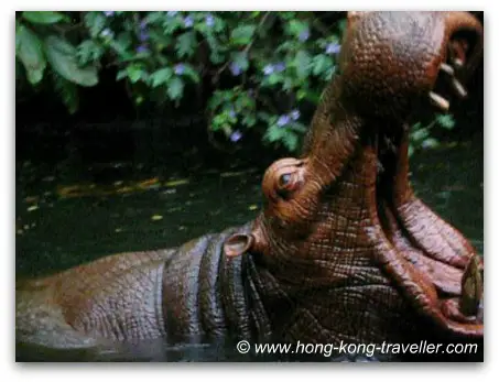 Hong Kong Disneyland - Adventureland - Jungle River Cruise