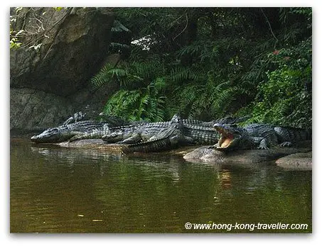 Hong Kong Disneyland - Adventureland - Jungle River Cruise