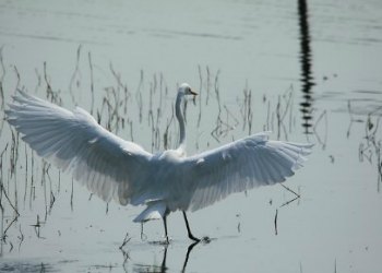 Great Egret in Nature Reserve in HK