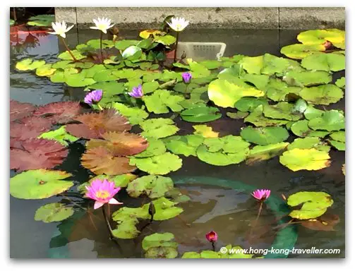 Lotus Ponds at the Chi Lin Nunnery