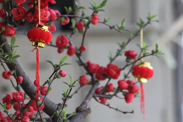 Chinese New Year Flower Market - Victoria Park