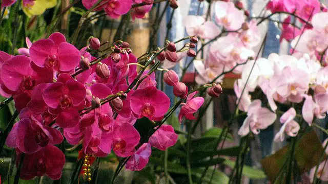 Chinese New Year Flower Market - Victoria Park