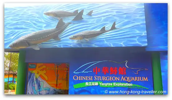 Chinese Sturgeon Aquarium Ocean Park