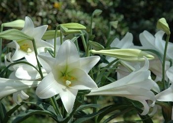 Easter Lillies