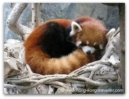 Endangered Red Pandas