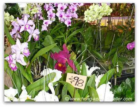 Hong Kong Flower Market