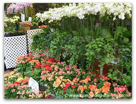 Hong Kong Flower Market