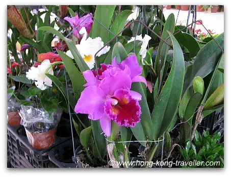 Hong Kong Flower Market