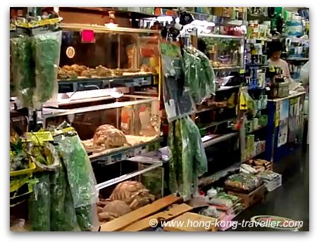 Hong Kong Goldfish Market