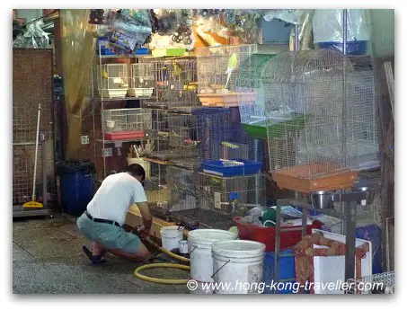 Hong Kong Bird Market 