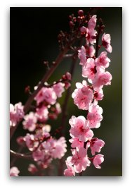 Cherry Blossoms