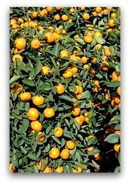 Mandarin Trees