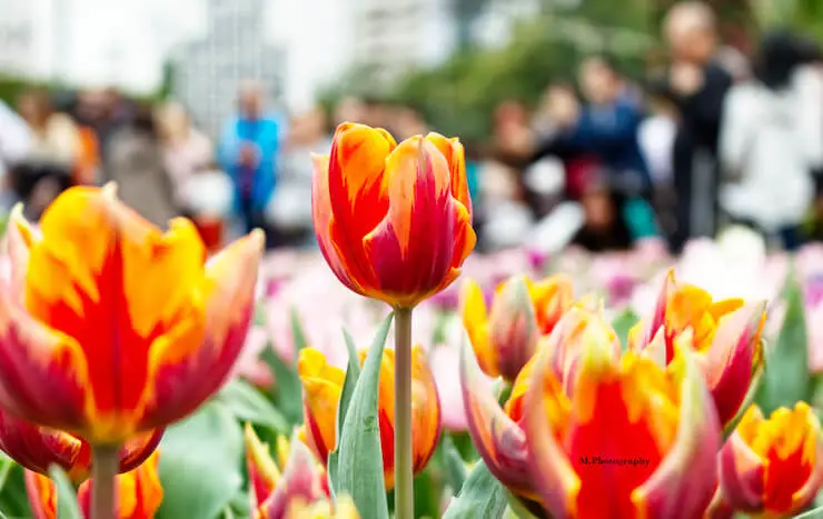 Hong Kong Flower Show