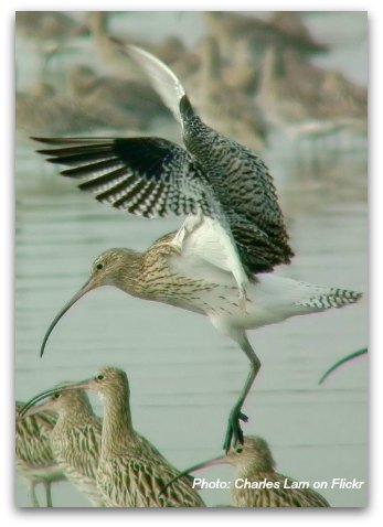 Birds of Hong Kong: Eurasian Curlew