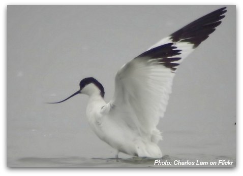 Birds of Hong Kong: Pied Avocet