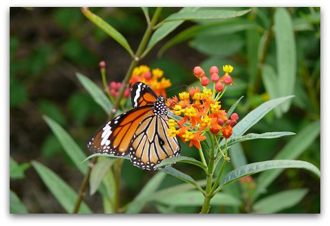 Hong Kong Wetland Park Butterfly Garden