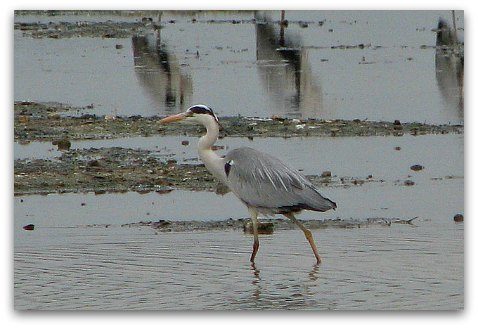 Hong Kong Wetland Park Gray Heron