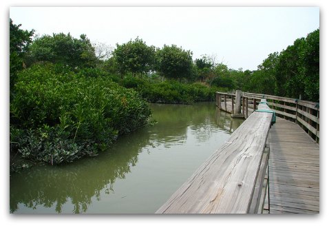 Hong Kong Wetland Park Mangrove Boardwalk