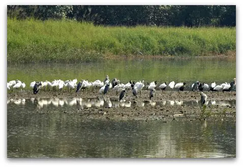 Hong Kong Wetland Park Wading Birds