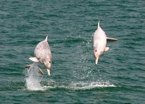 Pink Dolphins in Hong Kong