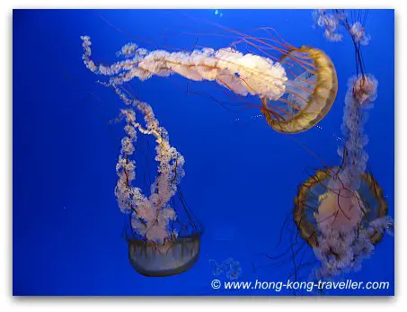 Jelly Fish Aquarium Ocean Park