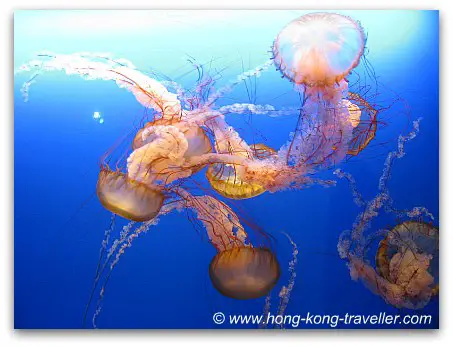 Jelly Fish Aquarium Ocean Park