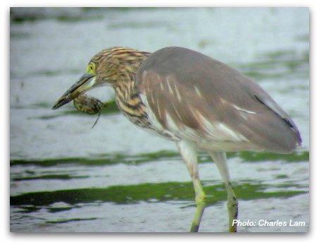 Mai Po Nature Reserve: Chinese Pond Heron eating a crab  