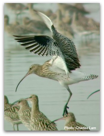 Mai Po Nature Reserve: Eurasian Curlew  