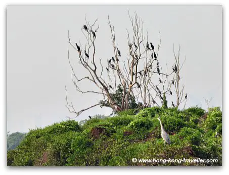 Mai Po Nature Reserve Birds