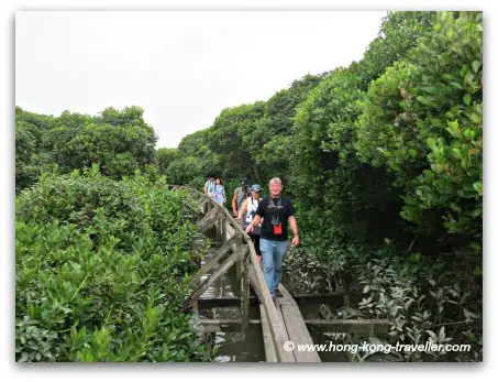 Mai Po Nature Reserve, the floating boardwalk that takes you to the mudflats of Inner Deep Bay