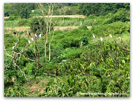 Mai Po Nature Reserve Bird Cormorants and Egrets