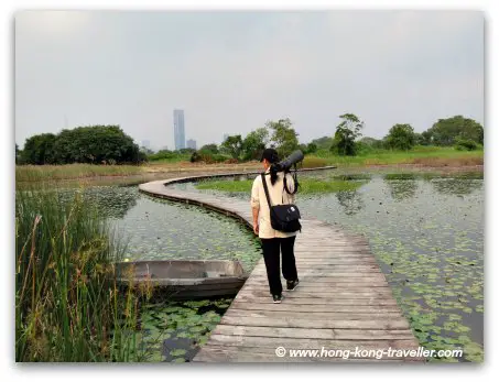 Mai Po Nature Reserve Lily Ponds