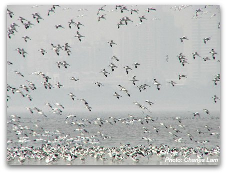 Mai Po Nature Reserve Mudflats of Inner Deep Bay