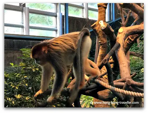 Golden Snub-Nosed Monkey at Ocean Park