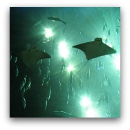 Ocean Park Highlights: The Grand Aquarium