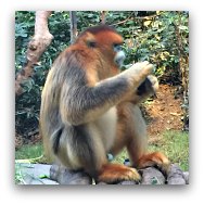 Ocean Park Highlights: Golden Snub-Nosed Monkeys