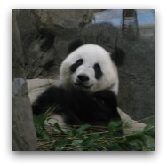 Ocean Park Highlights: Giant Pandas