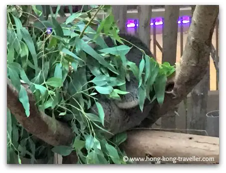 Koalas at Ocean Park