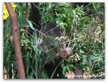 Koalas at Ocean Park