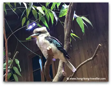 Laughing Kookaburra at Ocean Park