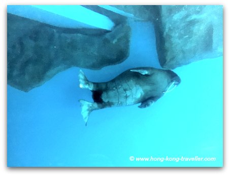 Ocean Park North Pole Encounter: One of a pair of resident walruses at the park swims by