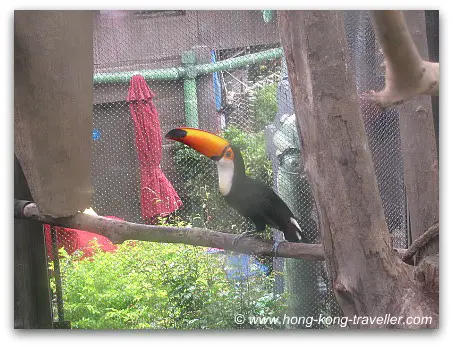 The Rainforest at Ocean Park