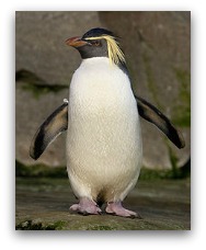 Ocean Park Polar Adventure King Penguin