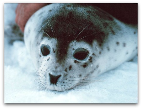 Ocean Park North Pole Encounter Spotted Seal