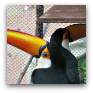 Ocean Park Summit: Toucans