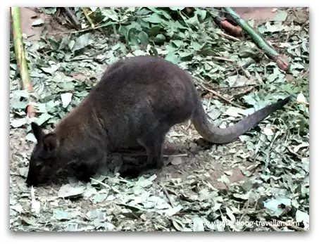 Red Necked Wallabies at Ocean Park