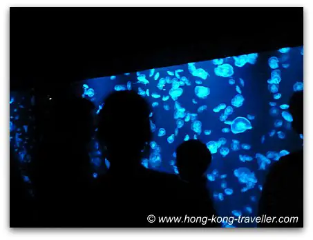 Sea Jelly Spectacular Ocean Park Hong Kong