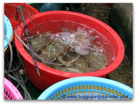 Hong Kong Seafood And Fish Markets